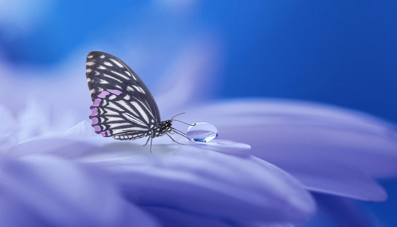 Celestial Beauty